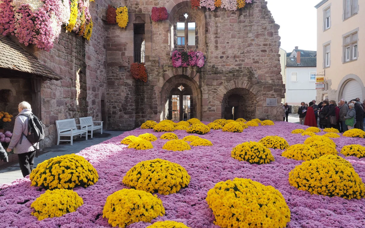 Busreise Chrysanthema in Lahr