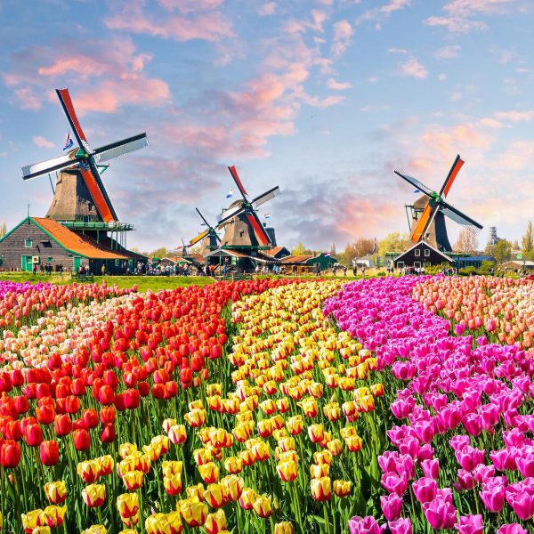 Flusskreuzfahrt Tulpenträume in Holland - Farbenfrohe Tulpenfelder