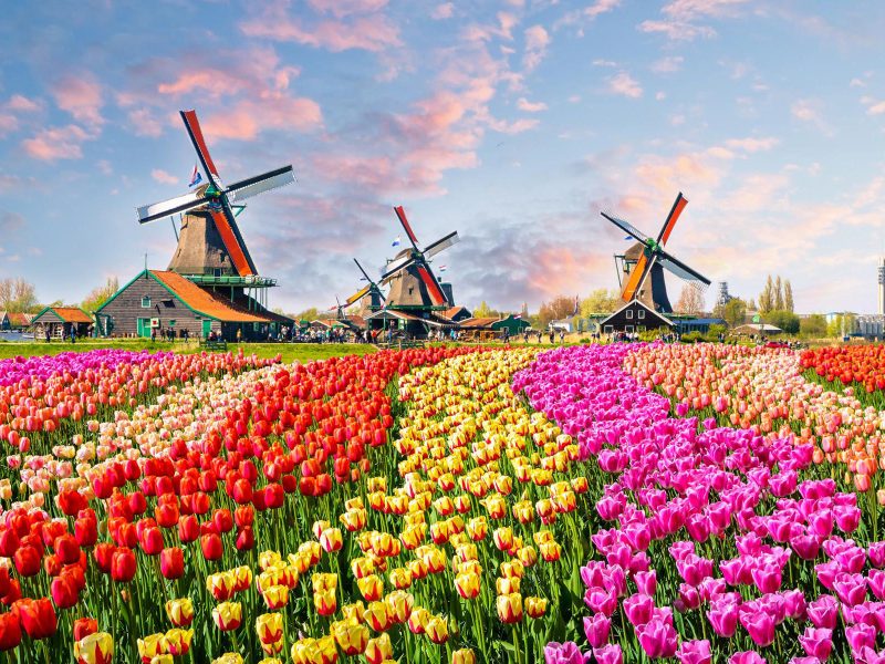 Flusskreuzfahrt Tulpenträume in Holland - Farbenfrohe Tulpenfelder