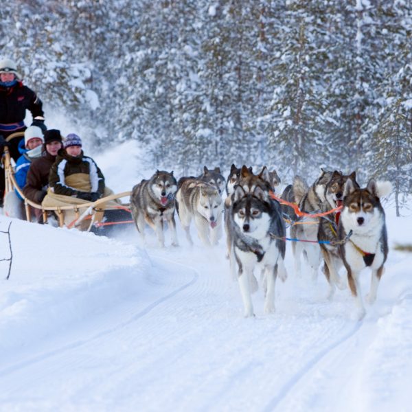 Busreise Finnische Winterträume - Husky Tour © Rovaniemi Tourism & Marketing Ltd.