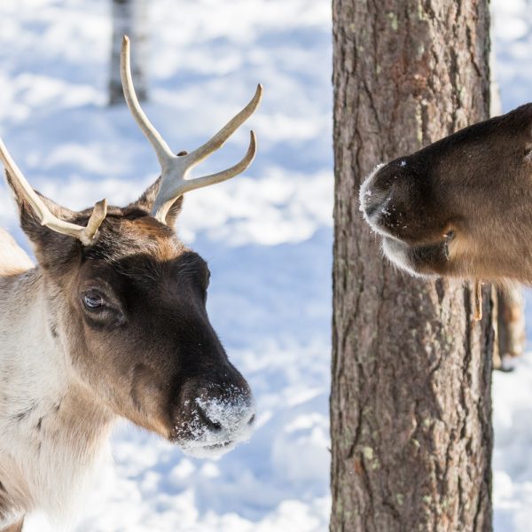 Busreise Finnische Träume - Rentiere mit Jungtier © Rovaniemi Tourism & Marketing Ltd.