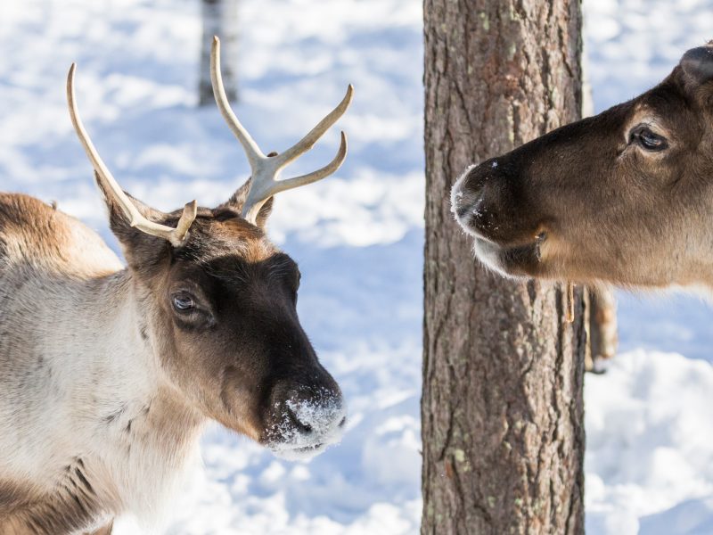 Busreise Finnische Träume - Rentiere mit Jungtier © Rovaniemi Tourism & Marketing Ltd.