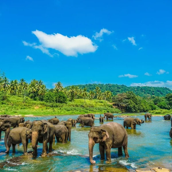 Sri Lanka - Die Perle des Indischen Ozeans