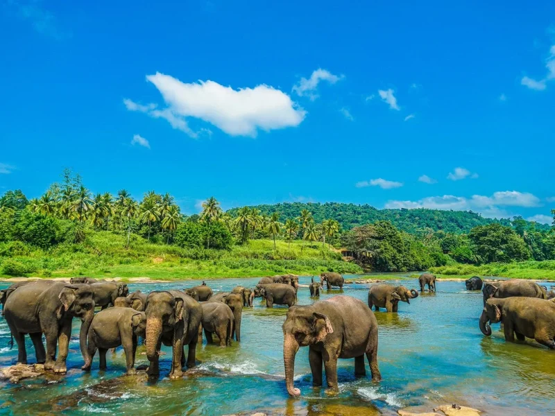 Sri Lanka - Die Perle des Indischen Ozeans