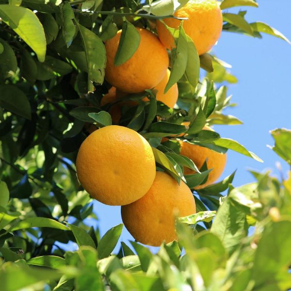 Mandarinenernte in Dalmatien