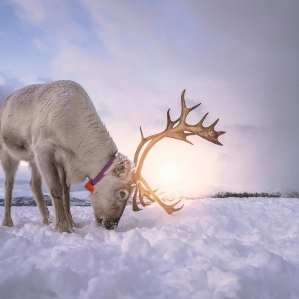 Busreise Finnische Winterträume