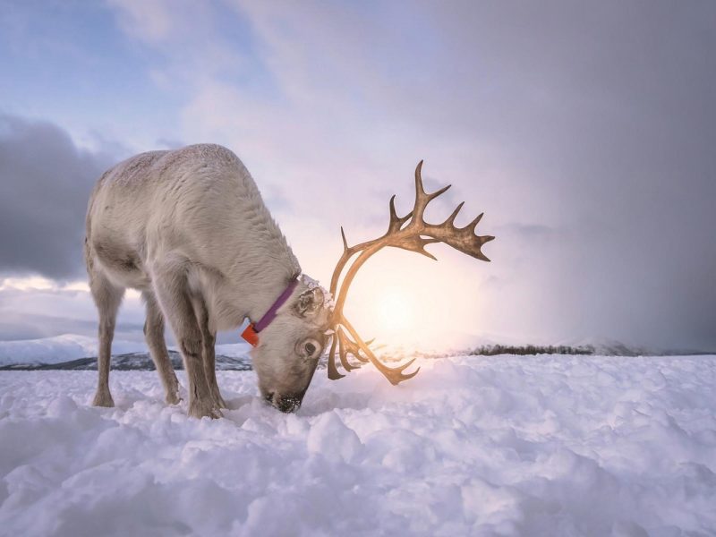 Busreise Finnische Winterträume