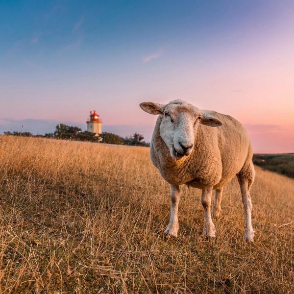 Busreise Ostern auf der Insel Fehmarn