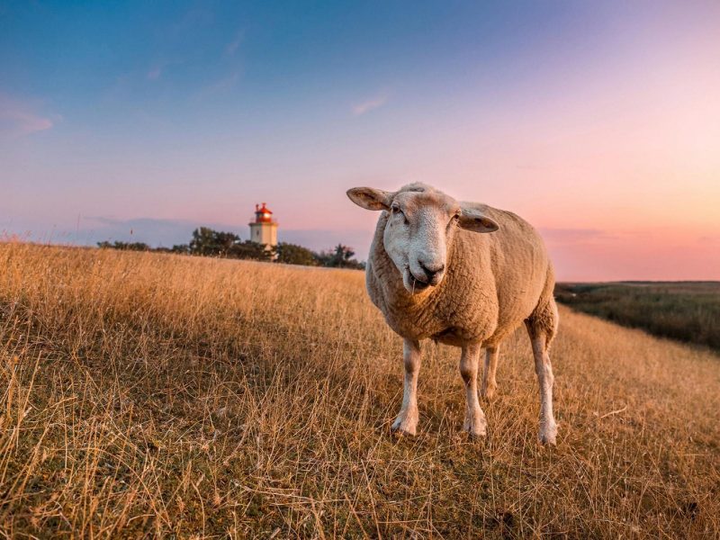 Busreise Ostern auf der Insel Fehmarn