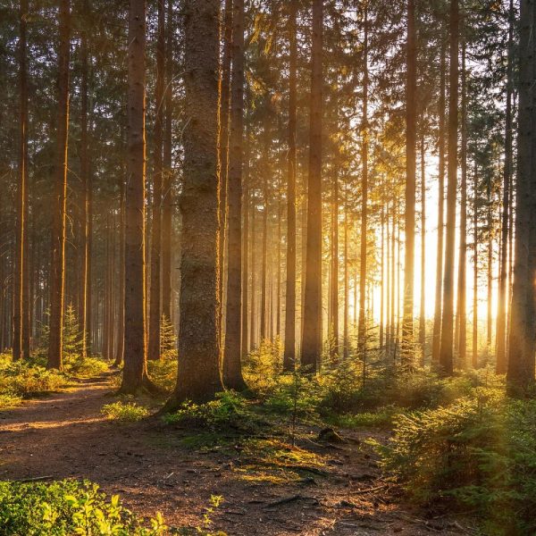 Busreise Schwarzwälder Urlaubstage