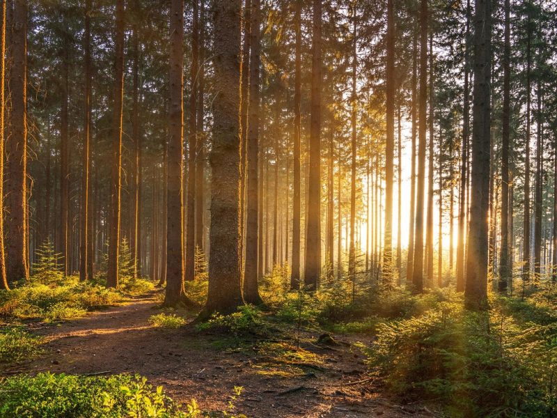 Busreise Schwarzwälder Urlaubstage