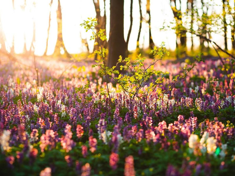 Busreise Singlereise Brandenburg
