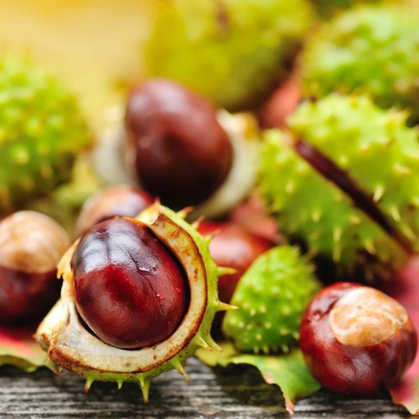 Busreise Kastanien & Küstenflair Kroatiens