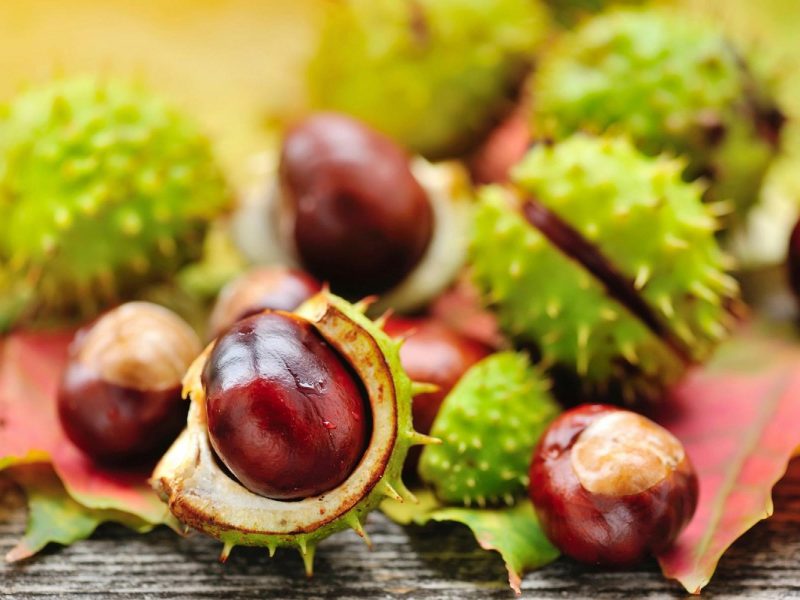 Busreise Kastanien & Küstenflair Kroatiens