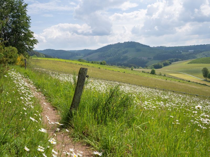 Busreise Frauentagsträume  im Sauerland