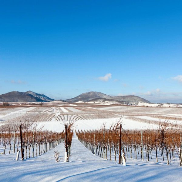 Silvester an der Deutschen Weinstraße in Bad Dürkheim