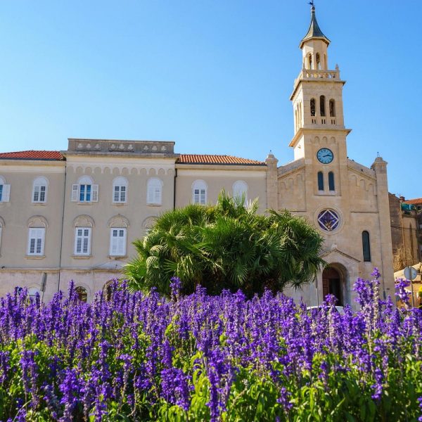 Lavendelzeit an der kroatischen Küste