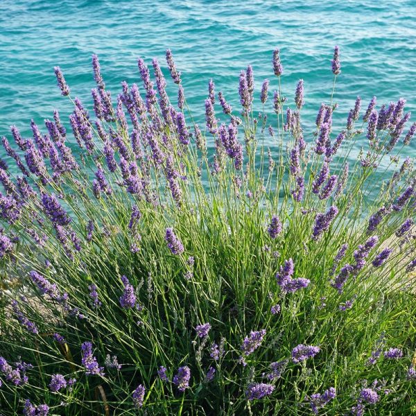 Lavendelzeit an der kroatischen Küste