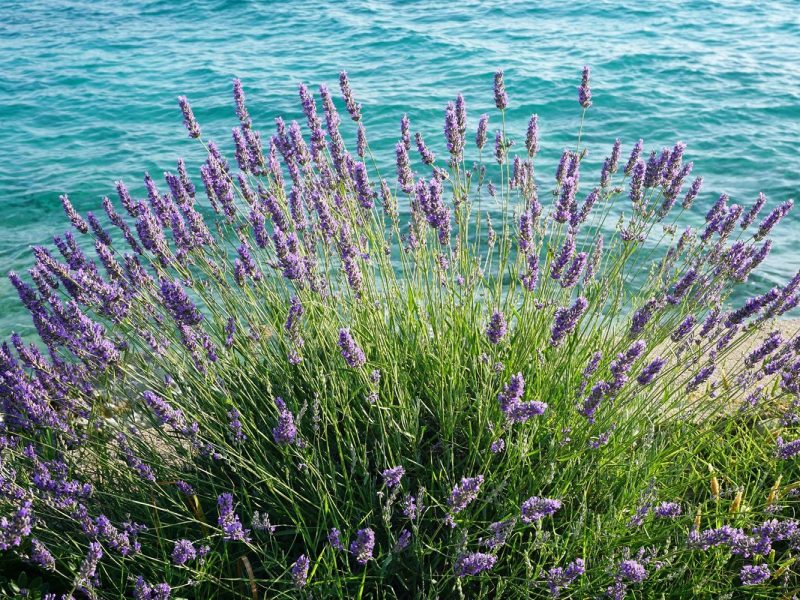 Lavendelzeit an der kroatischen Küste