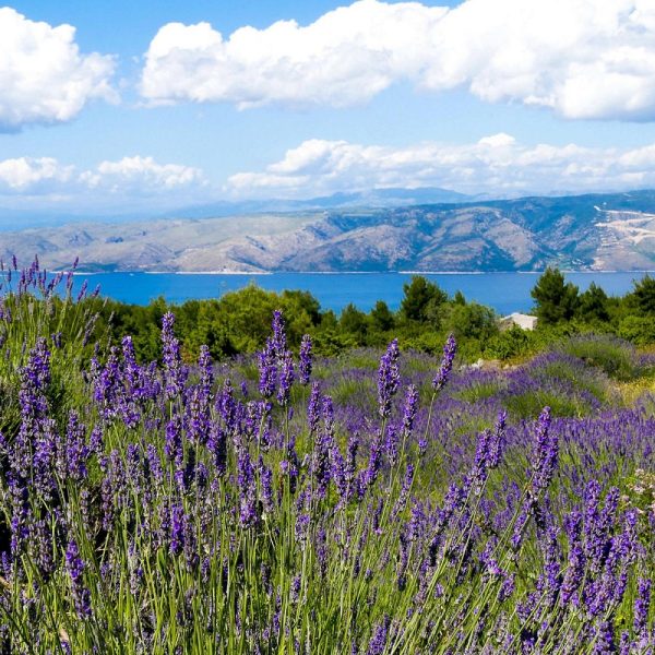Lavendelzeit an der kroatischen Küste