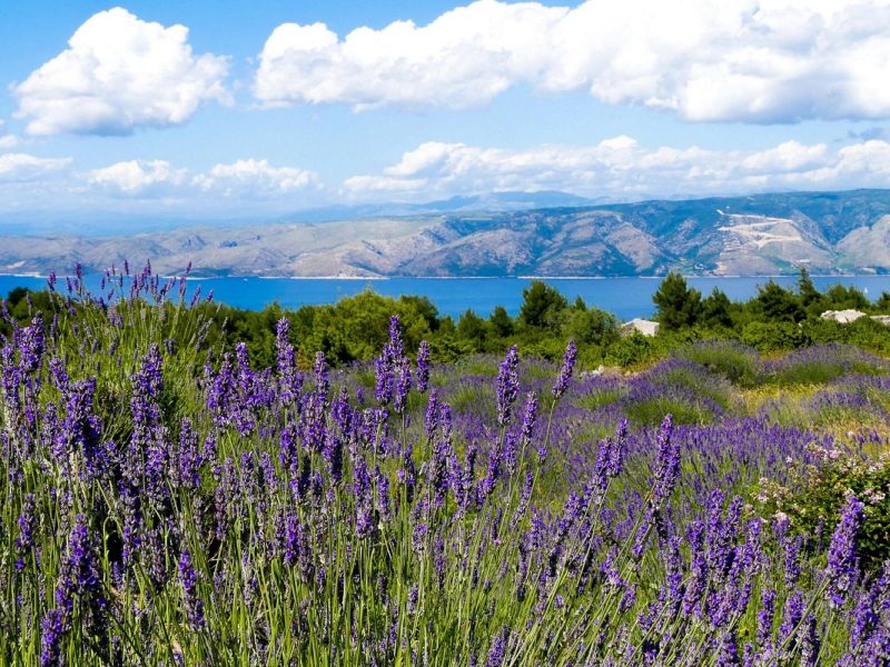 Lavendelzeit an der kroatischen Küste
