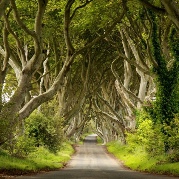 Flugreise Irische Träume