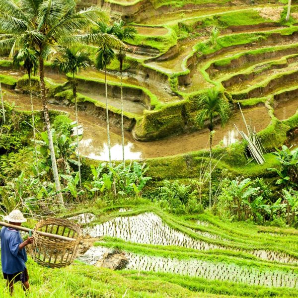 Urlaub auf Bali im grünen Paradies