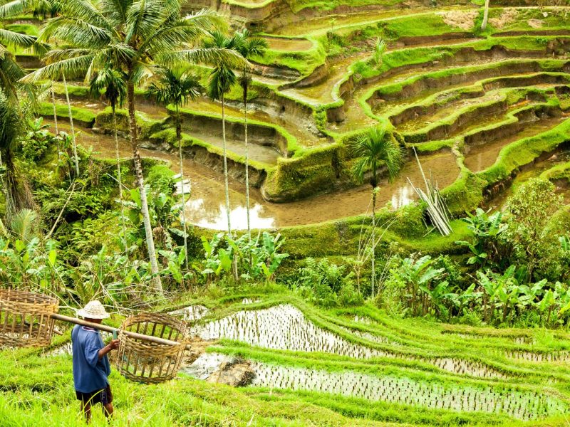 Urlaub auf Bali im grünen Paradies