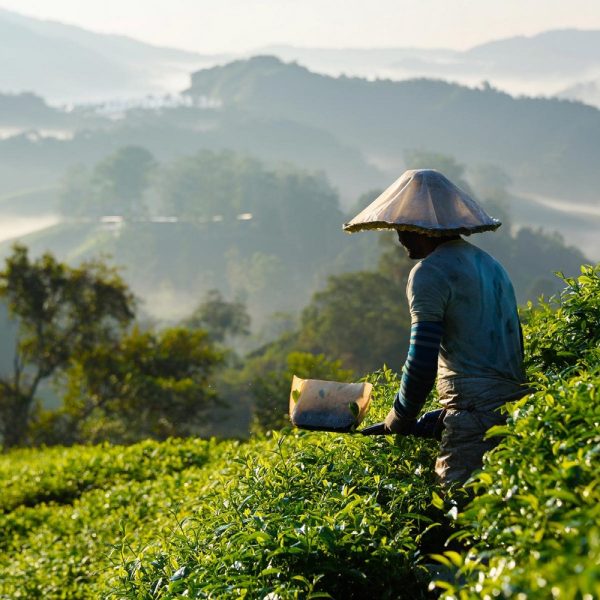 Von Tee und Tempeln in Malaysia: Cameron Highlands