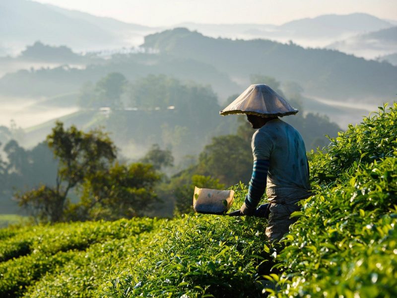 Von Tee und Tempeln in Malaysia: Cameron Highlands