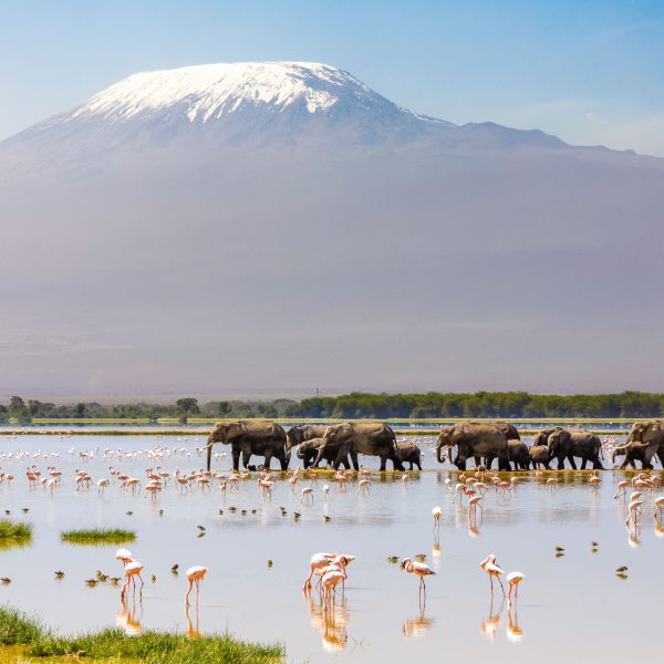 Flugreise Safari-Abenteuer & Küstenzauber - Beobachten Sie Wildtiere im Amboseli-Nationalpark