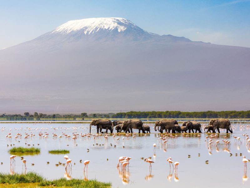 Flugreise Safari-Abenteuer & Küstenzauber - Beobachten Sie Wildtiere im Amboseli-Nationalpark