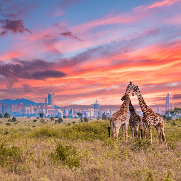 Flugreise Safari-Abenteuer & Küstenzauber - Nairobi, wo Natur und Großstadt Nachbarn sind