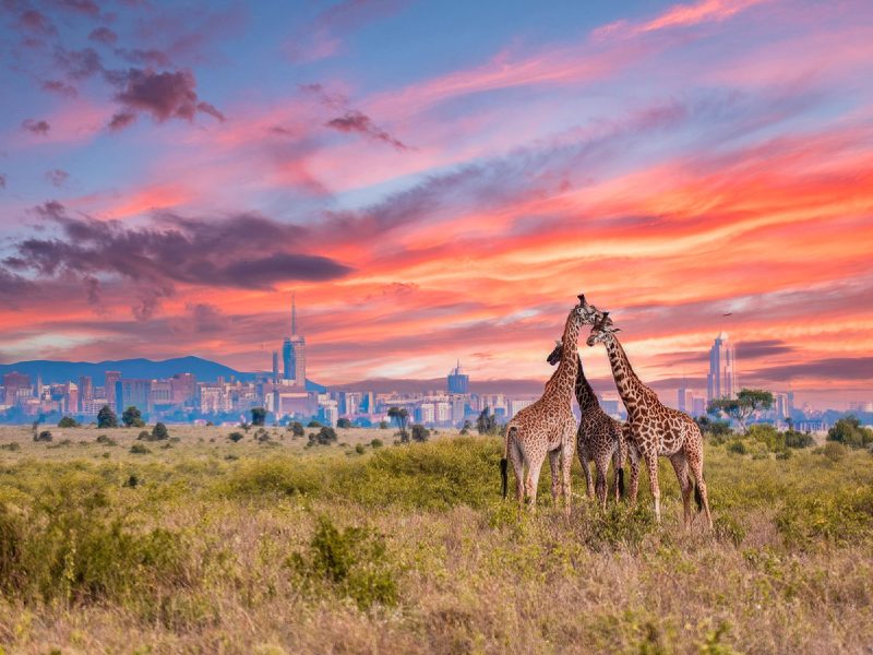 Flugreise Safari-Abenteuer & Küstenzauber - Nairobi, wo Natur und Großstadt Nachbarn sind