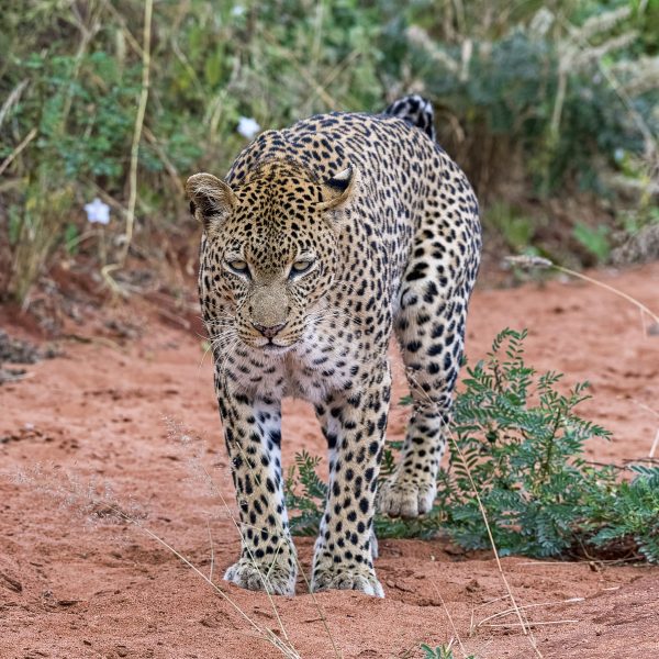 Flugreise Safari-Abenteuer & Küstenzauber - Beobachten Sie Leoparden im Tsavo West Nationalpark
