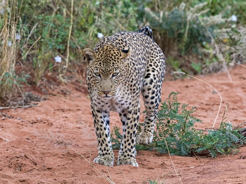 Flugreise Safari-Abenteuer & Küstenzauber - Beobachten Sie Leoparden im Tsavo West Nationalpark
