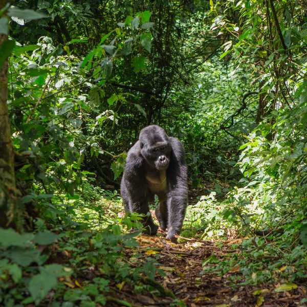 Flugreise Uganda - Tiere Afrikas erleben: Gorillas im Gwindi Forest beobachten
