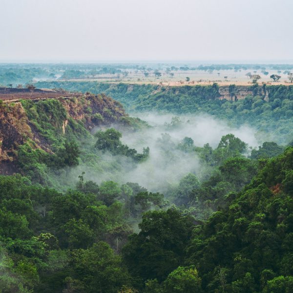 Flugreise Uganda - Tiere Afrikas entdecken: Regenwaldzauber in der Kyambura-Schlucht