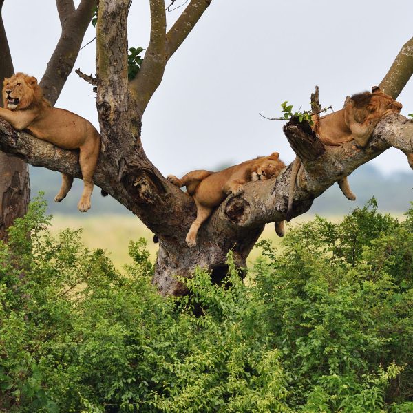 Flugreise Uganda - Tiere Afrikas entdecken: Löwen beobachten am Delta Point des Albert Nil