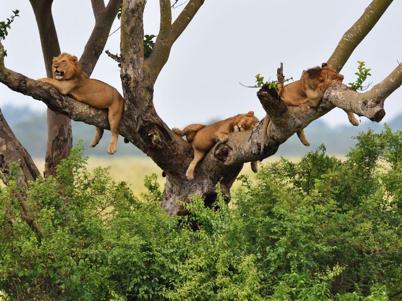 Flugreise Uganda - Tiere Afrikas entdecken: Löwen beobachten am Delta Point des Albert Nil