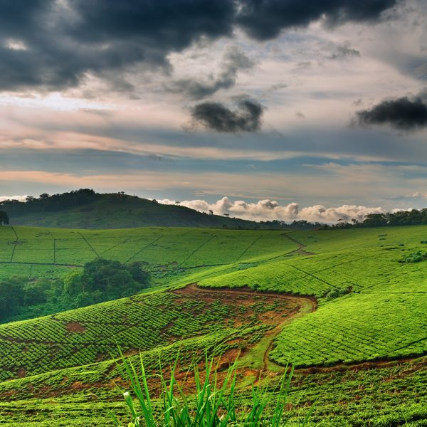 Flugreise Uganda - Tiere Afrikas entdecken: Führung durch eine der weitläufigen Teeplantagen in Süd-Uganda