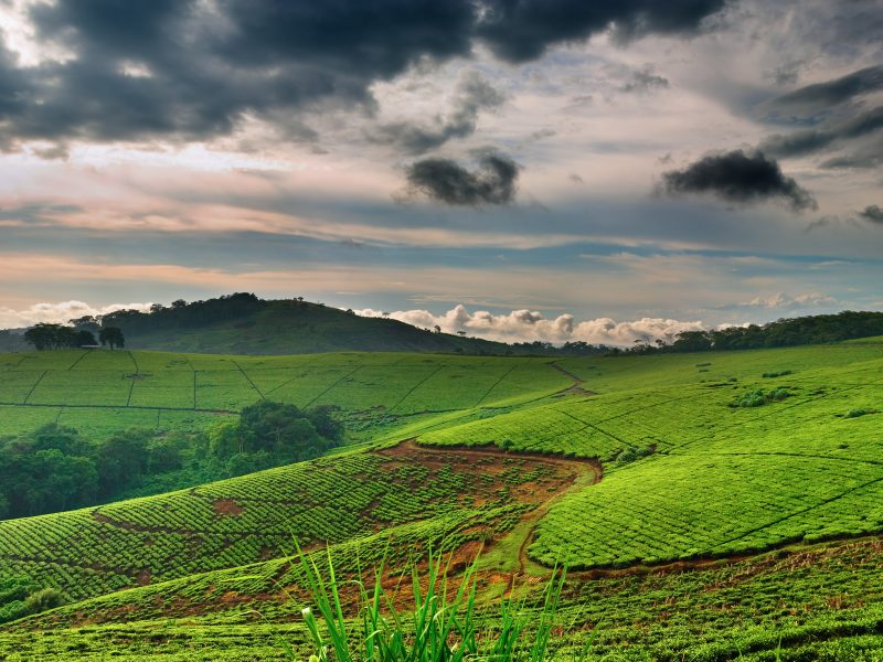 Flugreise Uganda - Tiere Afrikas entdecken: Führung durch eine der weitläufigen Teeplantagen in Süd-Uganda