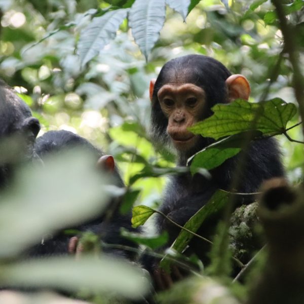 Flugreise Uganda - Tiere Afrikas entdecken: Kibale Forest, Ugandas Primatenhochburg