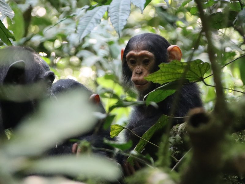 Flugreise Uganda - Tiere Afrikas entdecken: Kibale Forest, Ugandas Primatenhochburg