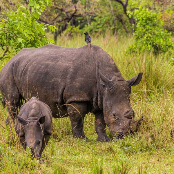 Flugreise Uganda - Tiere Afrikas entdecken: Begegnung mit Nashörnern auf der Ziwa Wildlife Ranch