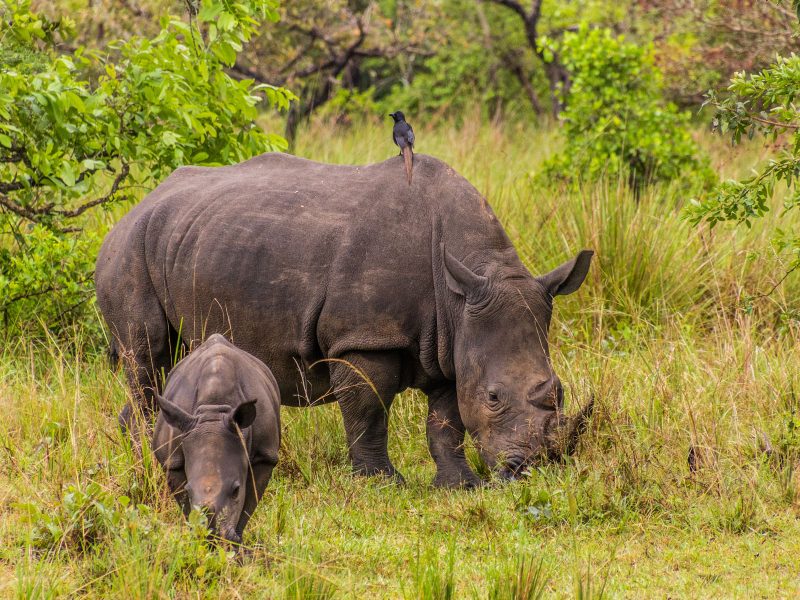 Flugreise Uganda - Tiere Afrikas entdecken: Begegnung mit Nashörnern auf der Ziwa Wildlife Ranch