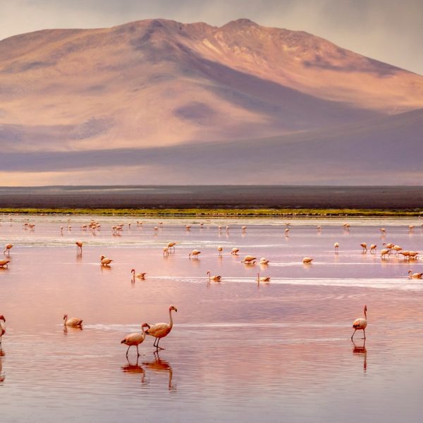 Rundreise auf den Pfaden der Inka in Peru, Bolivien und Chile: Laguna Colorada in Bolivien