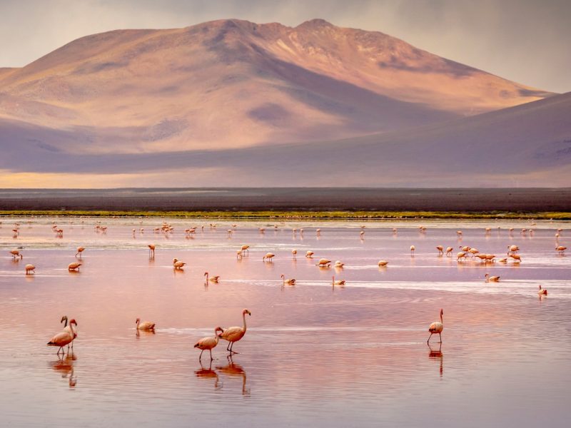 Rundreise auf den Pfaden der Inka in Peru, Bolivien und Chile: Laguna Colorada in Bolivien