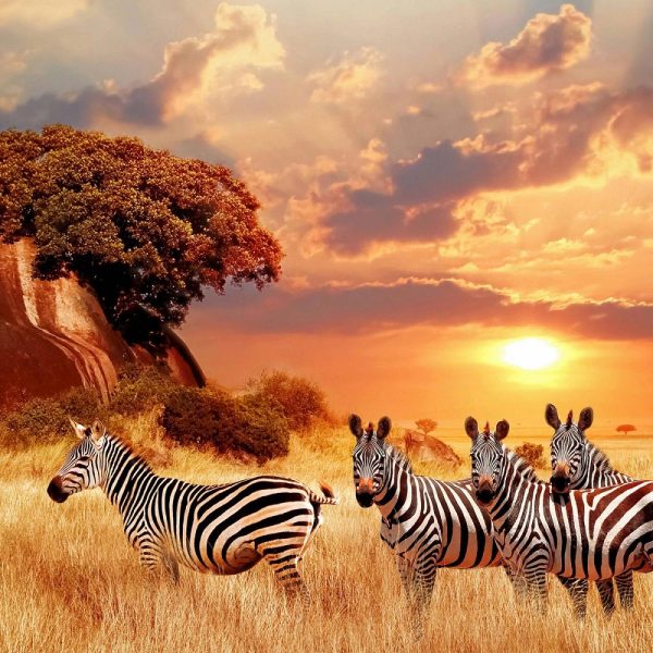 Gartensafari Südafrika