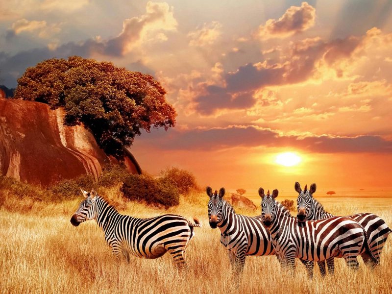 Gartensafari Südafrika